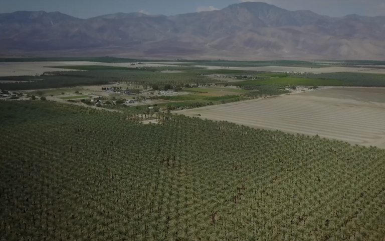 The Californian valley where Arab date palms have flourished