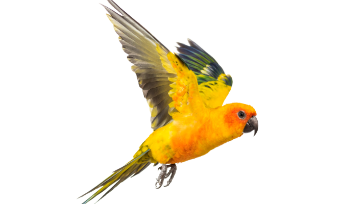 Finding Kiwi: Dhaka woman offers $600 reward for lost pet