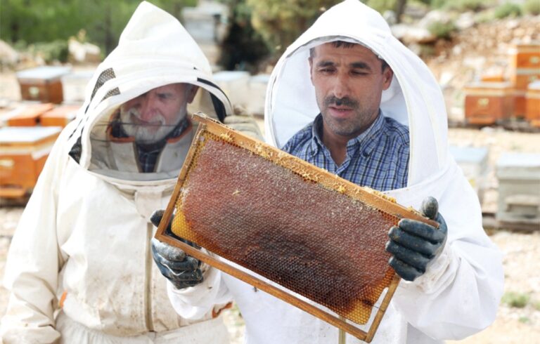 Turkish fires endanger world pine honey supplies