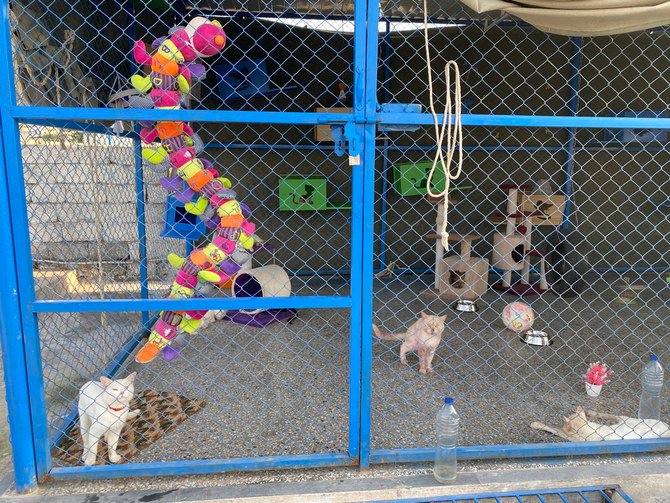 Islamabad animal sanctuary launches stray dog capture, release program