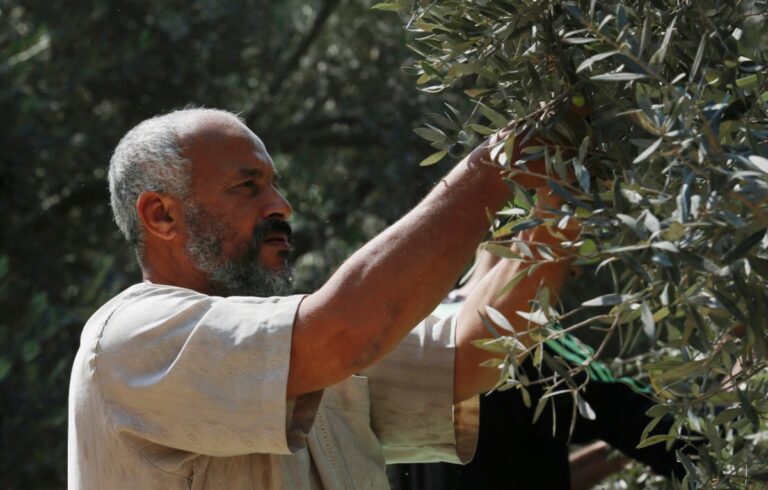 Palestinians defend their olive trees as settler assaults escalate
