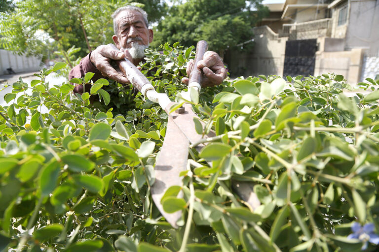 Gardener plants 4,000 trees in Pakistan in bid to help mitigate climate change