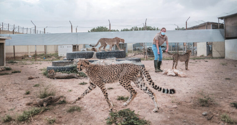 Cheetahs fast running to extinction as cub trade thrives