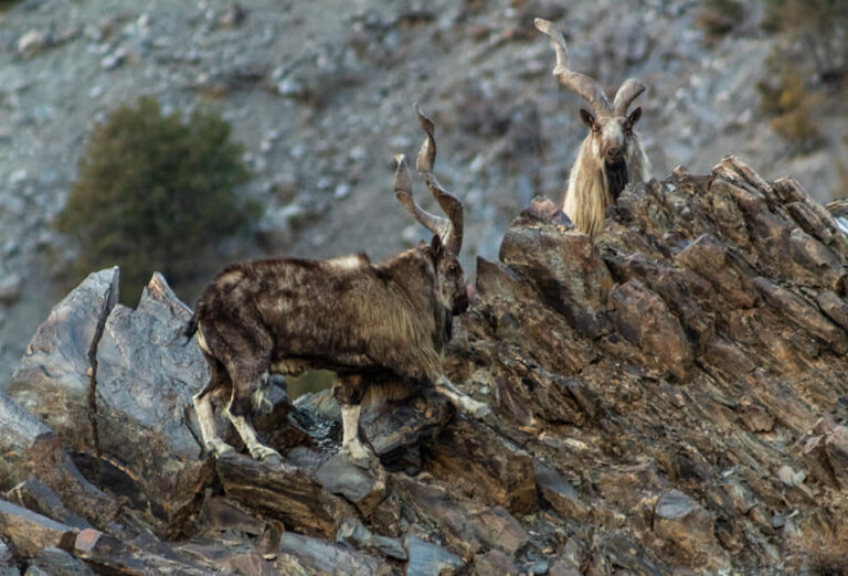 Poaching, migration, climate change: The case for Pakistan’s missing markhors