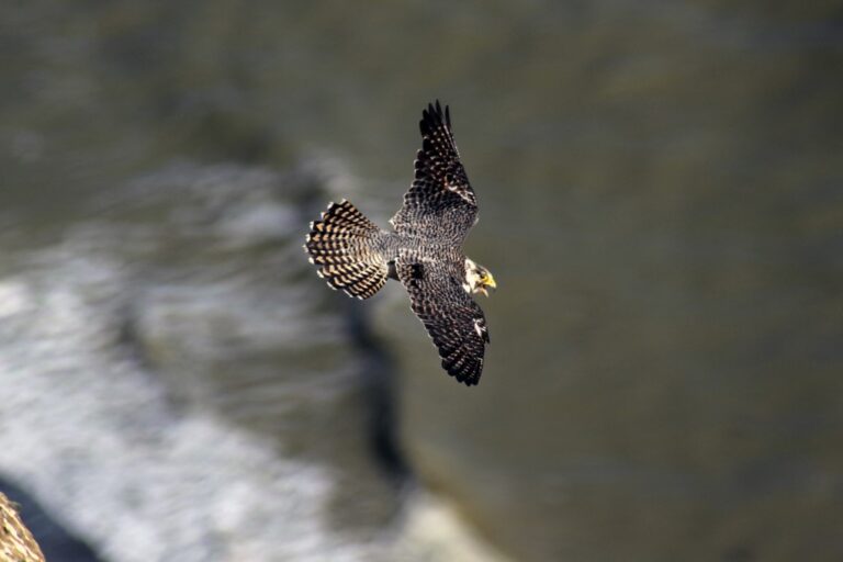 Bahrain’s royal family seeks to open falcon breeding center in northern England
