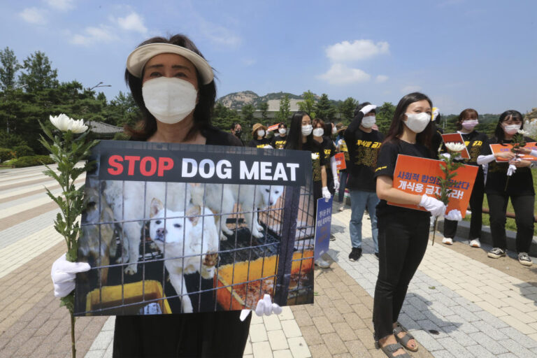 South Korea to launch task force on banning dog meat
