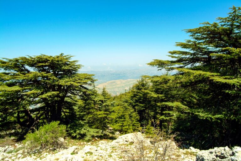 Lebanese scientist honored by Italy for environmental work