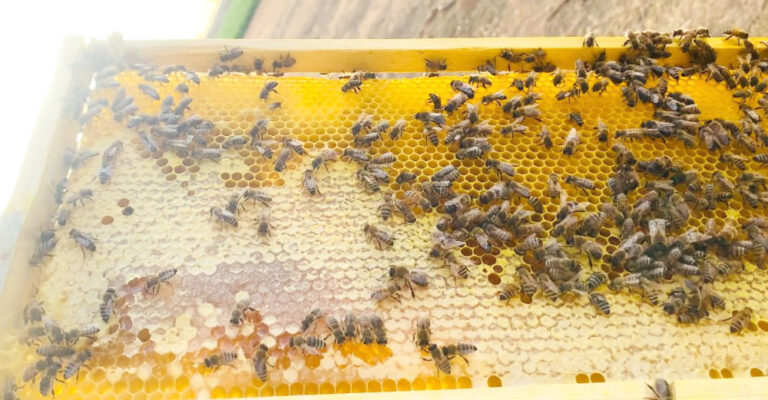 Saudi mother-of-six finds sweet success with her ‘kingdom of bees’