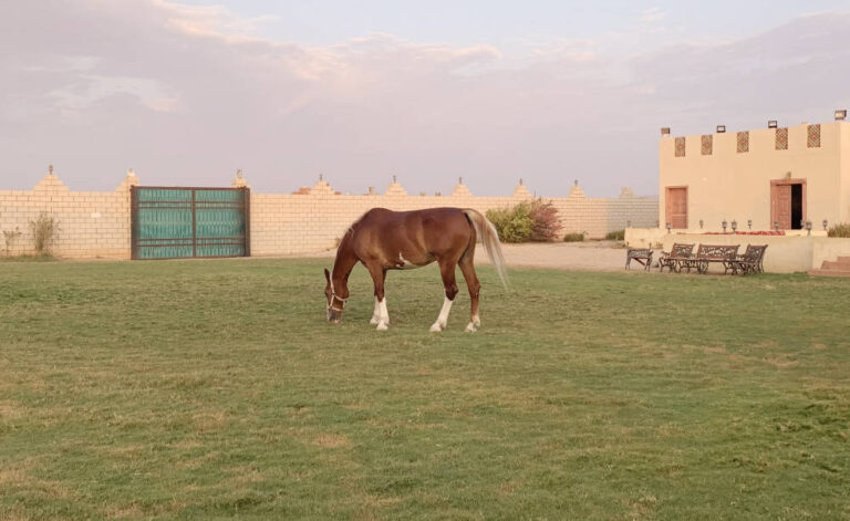 Young Saudi rides to the rescue of neglected racehorses