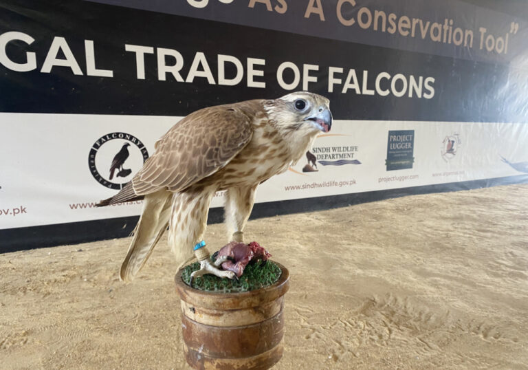 Over 70 falcons seized by authorities die trapped in net of Pakistan’s legal system