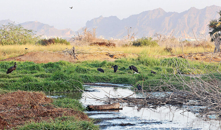 Yemen war turns nature reserve back into waste dump
