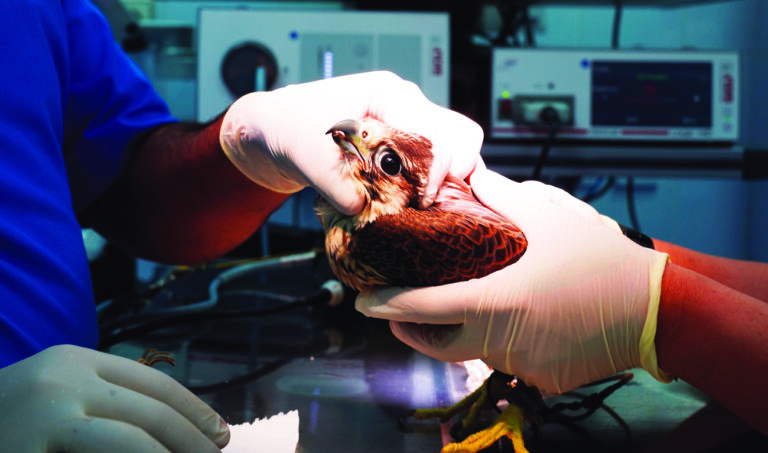 A top-notch hospital in Doha is busy:  Only falcons allowed
