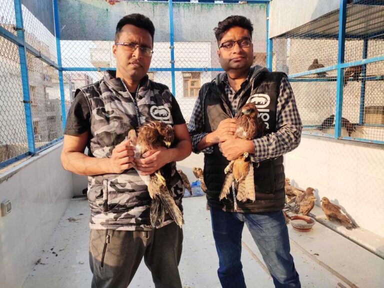 Feather devotion: Indian brothers dedicate lives to healing birds of prey
