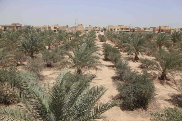 Iraq ‘green belt’ neglected in faltering climate fight