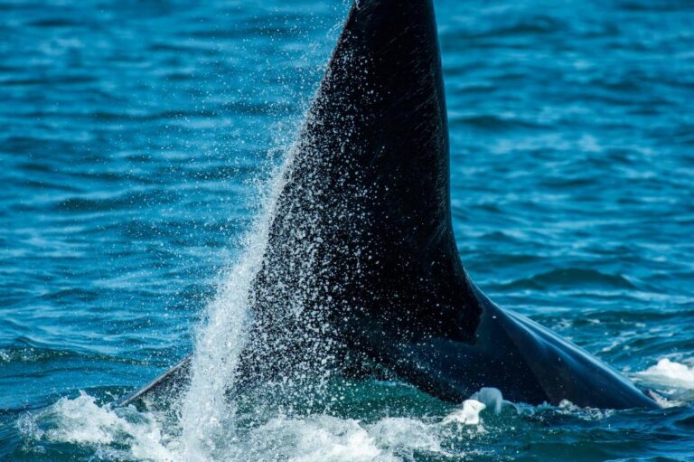 Study predicts mass marine life extinction if warming continues
