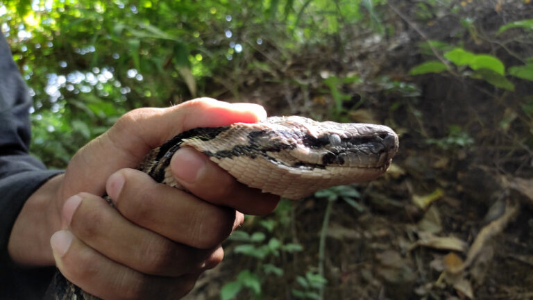 Bangladeshi youths changing fear of snakes one rescue at a time