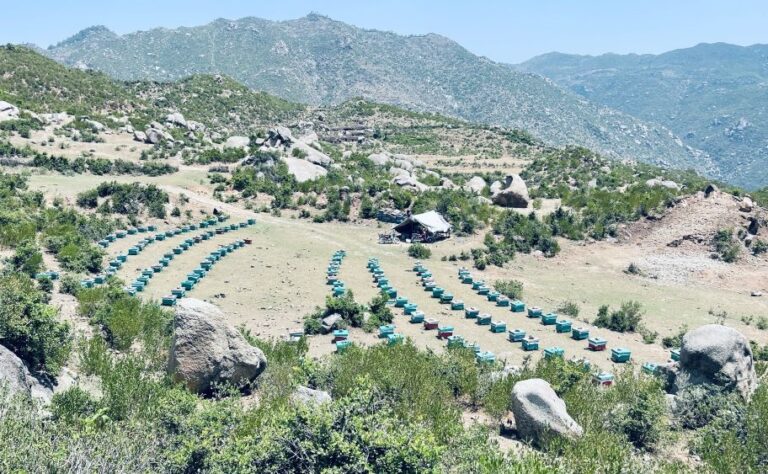 Afghan refugees in Pakistan help keep honey business abuzz