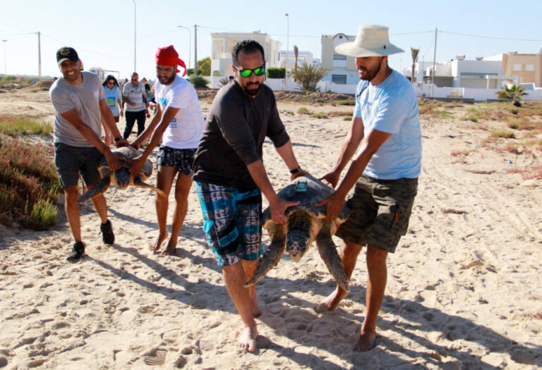 Loggerhead turtles freed in Tunisia with tracking monitor