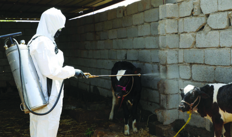 Deadly nose-bleed fever shocks Iraq as cases surge