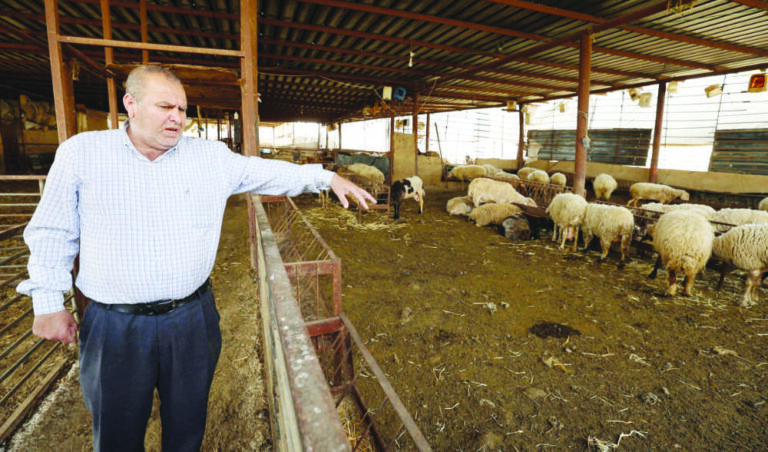 Palestinian farmers sound alarm over foot-and-mouth outbreak