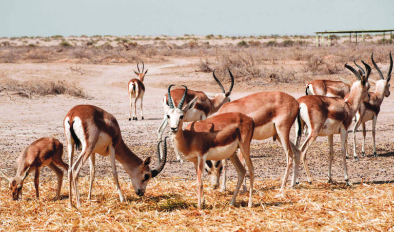 In a parched land, Iraqi gazelles dying of hunger