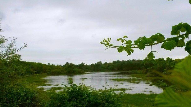 Algeria fires burned UNESCO-listed park: expert