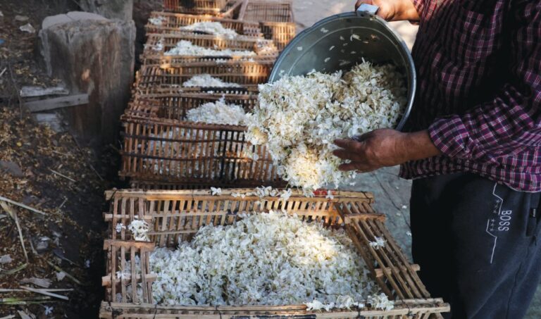 Egypt’s jasmine farmers struggle through economic headwinds
