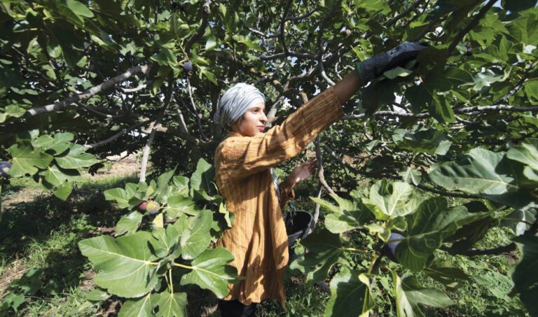 Tunisian ‘hanging garden’ farms cling on despite drought